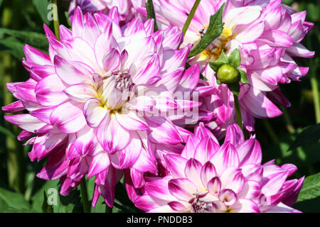 Wer dun it Art asteraceae eine Blume Nahaufnahme völlig und zwei halbe, große lila Blüten mit weißer Farbe und einer gelben Kern, sonnigen Herbsttag, Stockfoto