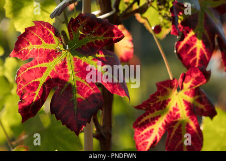 Die weinblätter von Vitis Vinifera Schwarz Hamburg rot mit grünen Adern im Spätsommer, Frühherbst, hinterleuchtet, durch den späten Abend Sonne. Stockfoto