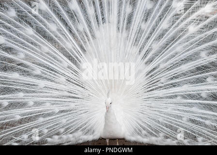 Weißer Pfau Nahaufnahme Stockfoto