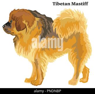 Portrait von ständigen im Profil der Tibetische Mastiff Hund, Vektor bunte Abbildung auf weißem Hintergrund Stock Vektor