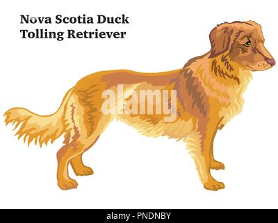 Portrait von ständigen im Profil Nova Scotia Duck Tolling Retriever Hund, Vektor bunte Abbildung auf weißem Hintergrund Stock Vektor