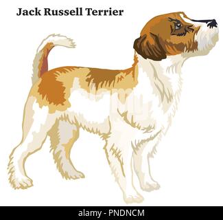 Portrait von ständigen im Profil Jack Russell Terrier Hund, Vektor bunte Abbildung auf weißem Hintergrund Stock Vektor