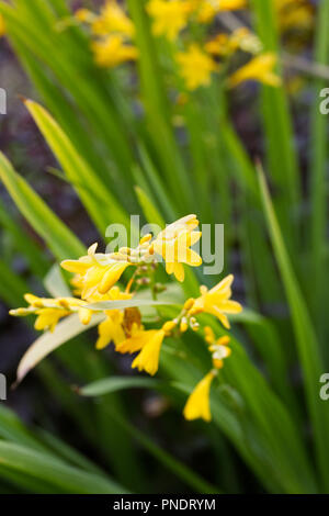 Crocosmia 'Citronella' Blumen. Stockfoto