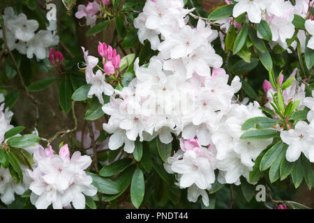 Rhododendron 'Halopeanum' Blumen. Stockfoto