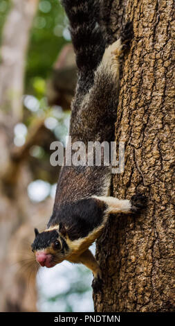 Sri Lankan Riese Eichhörnchen am Udawalawe National Park, Sri Lanka. Dies ist die nationale Säugetier von Sri Lanka. (Chipmunk) Stockfoto