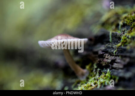 Single Pilze sprießen aus Holz mit grünem Moos um ihn herum. Schaft und Kappe eines kleinen Fruchtkörper Pilz. Mikroorganismen, die Zersetzung in der na Hilfe Stockfoto