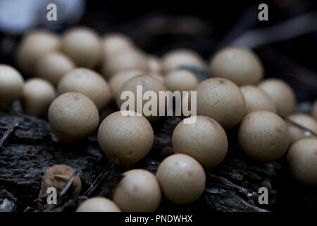 Wild Mushroom Grünfutter. Fruchtkörper von puffball Pilze. Stockfoto