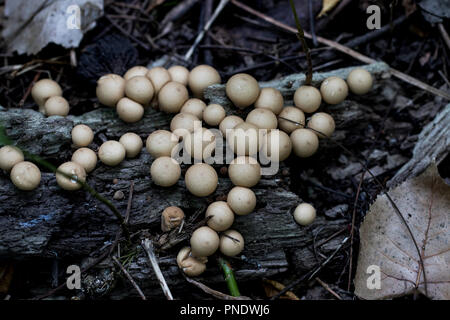 Gruppierung von puffball Pilze auf dem Waldboden im Herbst gefunden. Stockfoto