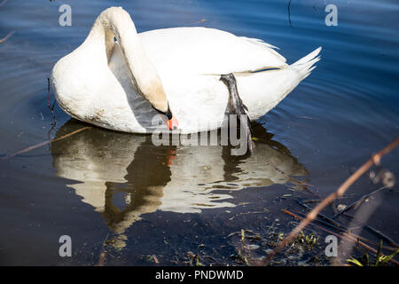 Großer weißer Schwan ein Bad in einem See. Vogel baden in der Natur. Nahaufnahme eines erwachsenen Schwan selbst pflegen. Tiere in freier Wildbahn. Stockfoto