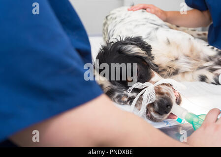 Hund intubierten in der Chirurgie Raum der tierärztlichen Klinik Stockfoto