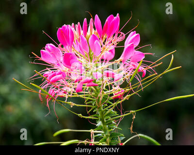 Schöne rosa Blüte bei Cleome Chenies Manor Garden im Spätsommer. Stockfoto