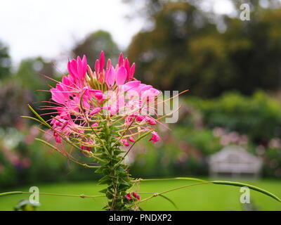 Schöne rosa Blüte bei Cleome Chenies Manor Garden im Spätsommer. Stockfoto