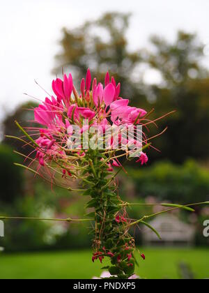 Schöne rosa Blüte bei Cleome Chenies Manor Garden im Spätsommer. Stockfoto