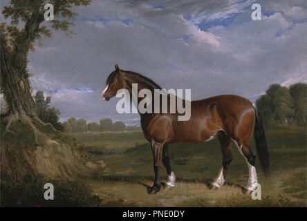 Ein Clydesdale Hengst. Datum/Zeitraum: 1820. Malerei. Öl auf Leinwand. Höhe: 533 mm (20,98 in); Breite: 762 mm (30 in). Autor: John Frederick Herring, Sr. Stockfoto