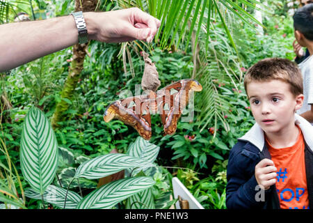 London England, Großbritannien, Kensington, Natural History Museum, sensationelle Schmetterlinge Ausstellung, Attacus Atlas große sattniide Motte aussehende junge männliche Kind Kind Stockfoto