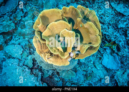 Gelbe Koralle (Turbinaria reniformis Blättern) Insel Yap der Föderierten Staaten von Mikronesien Stockfoto