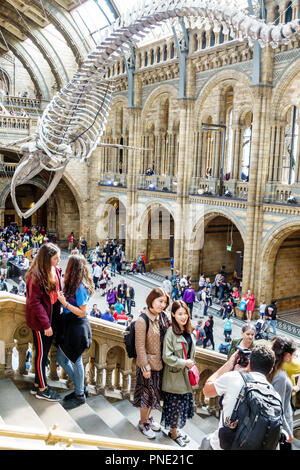 London England, Großbritannien, Kensington, Naturkundemuseum, innen, Hintze Hall, Blauwal-Skelett, Blick von oben, Treppen, asiatische Mädchen, weibliches Kind k Stockfoto