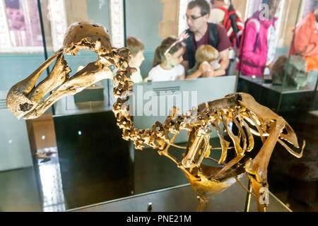 London England, Großbritannien, Großbritannien, Großbritannien, Kensington, Naturhistorisches Museum, Inneneinrichtung, Treasures Cadogan Gallery, Dodo-Vögel Skelett hu Stockfoto