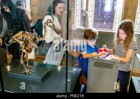 London England, Großbritannien, Großbritannien, Großbritannien, Kensington, Naturhistorisches Museum, Inneneinrichtung, Treasures Cadogan Gallery, Dodo-Vögel Skelett hu Stockfoto