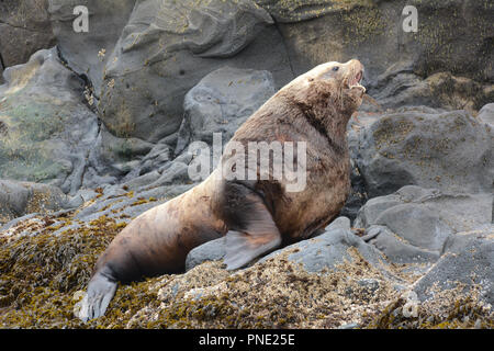 Eine große Erwachsene steller sea lion Männchen (Bullen), auf einem rookery allein während der Brutzeit im Beringmeer, Aleuten, Alaska Unalaska, ausruhen. Stockfoto