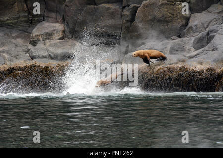Drei erwachsene Steller Seelöwen, Teil einer Kolonie, Tauchen in den Gewässern der Bering Meer, in den Aleuten, Unalaska, Alaska. Stockfoto