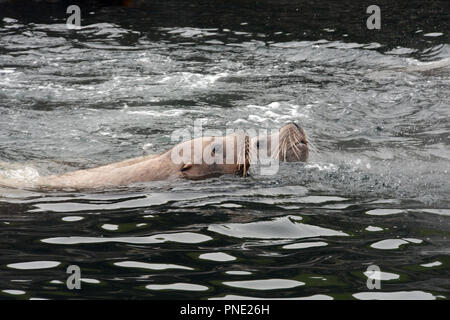 Zwei erwachsene Steller Seelöwen, Teil einer Kolonie, schwimmen im Wasser der Beringsee, in den Aleuten, Unalaska, Alaska. Stockfoto