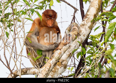 Weibliche proboscis Monkey, Nasalis larvatus, mit Baby, Tanjung Puting Nationalpark, Borneo, Indonesien. Stockfoto