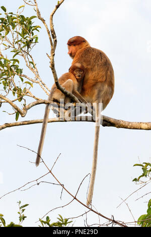 Weibliche proboscis Monkey, Nasalis larvatus, mit Baby, Tanjung Puting Nationalpark, Borneo, Indonesien. Stockfoto