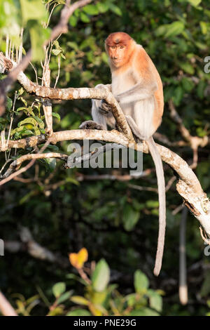 Junge proboscis Monkey, Nasalis larvatus, Tanjung Puting Nationalpark, Borneo, Indonesien. Stockfoto