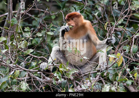 Weibliche proboscis Monkey, Nasalis larvatus, Fütterung, Tanjung Puting Nationalpark, Borneo, Indonesien. Stockfoto