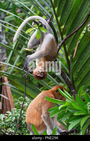 Junge Nasenaffen, Nasalis larvatus, Tanjung Puting Nationalpark, Borneo, Indonesien. Stockfoto