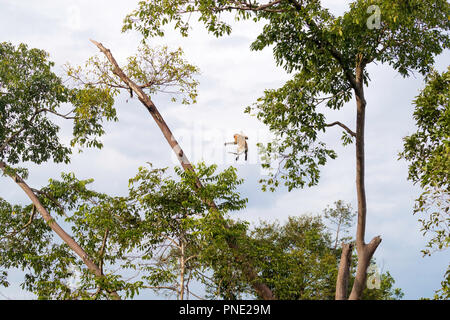 Nasenaffen, Nasalis larvatus, Springen zwischen Bäumen, Borneo, Indonesien. Stockfoto