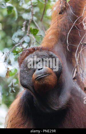 Erwachsene männliche Bornesischen Orang-utan, Pongo pygmaeus, Tanjung Harapan, Borneo, Indonesien. Stockfoto