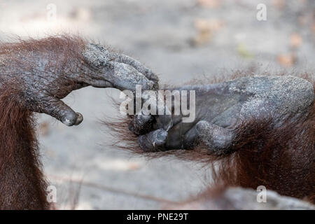 Bornesischen Orang-utan, Pongo pygmaeus, Hand und Fuß detail, Camp Leakey, Borneo, Indonesien. Stockfoto