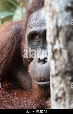 Männliche bornesischen Orang-utan, Pongo pygmaeus, Tanjung Puting Nationalpark, Borneo, Indonesien. Stockfoto