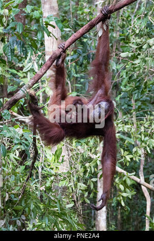 Mutter und Baby bornesischen Orang-utan, Pongo pygmaeus, im Camp Leakey, Borneo, Indonesien. Stockfoto
