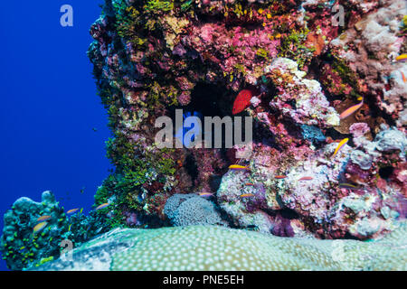 Reef Szene. Insel Yap der Föderierten Staaten von Mikronesien Stockfoto