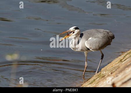 Reiher am Ufer des Flusses Douro essen einen frisch gefangenen Jungfischen, reichlich in Herbst und zu anderen Zeiten des Jahres Stockfoto