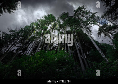 Wald im frühen Herbst vor dem Sturm mit einem dramatischen bewölkter Himmel Stockfoto