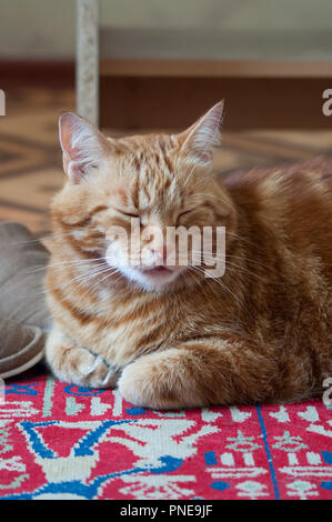 Close-up von Ingwer flauschige Katze zu Hause entspannen Stockfoto