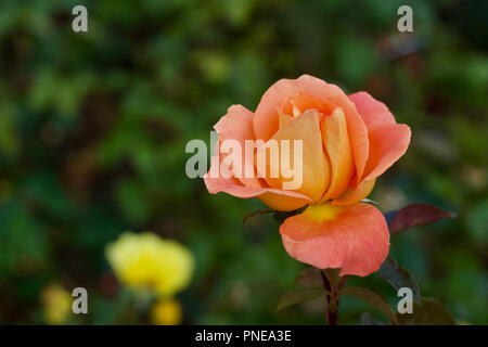 Nahaufnahme eines einzigen orange-rosa Rosenblüte vor einem Defokussierten grünes Laub Hintergrund Stockfoto