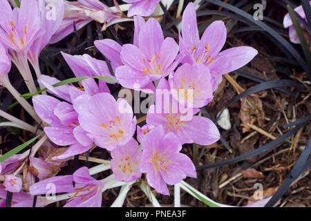 In der Nähe von schönen rosa Farbe crocus wie Blumen wachsen tief am Boden in einem Grenzgebiet Pfad Stockfoto