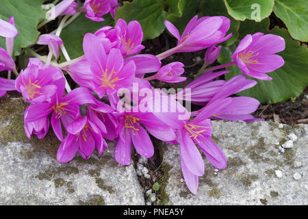 In der Nähe von schönen rosa Farbe crocus wie Blumen wachsen tief am Boden entlang einer Stein Gehweg Stockfoto