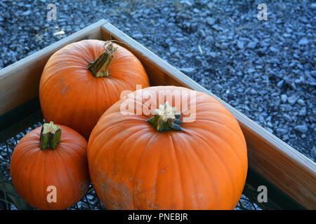 Drei Kürbisse in einem Warenkorb Nachdem Sie aus einem Kürbis Patch ausgewählt werden. Stockfoto