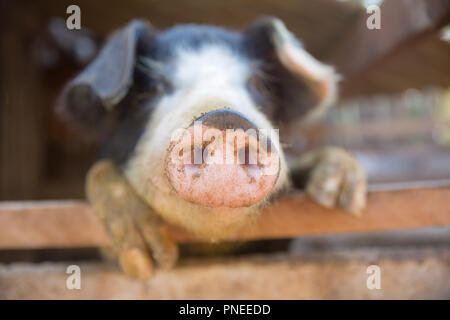Schwein Nase im Pen. Schwerpunkt liegt auf der Nase. Geringe Tiefenschärfe. Stockfoto