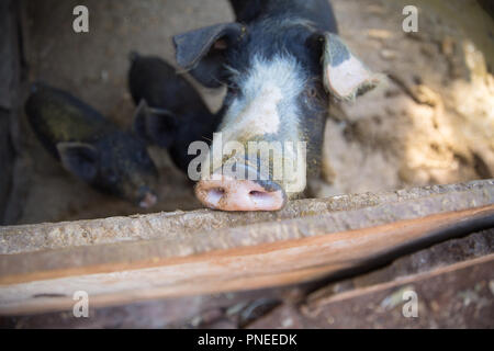 Schwein Nase im Pen. Schwerpunkt liegt auf der Nase. Geringe Tiefenschärfe. Stockfoto