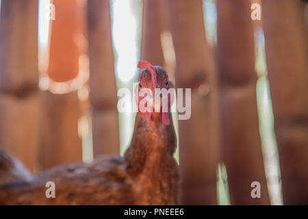 Rote Huhn Suchen Stockfoto