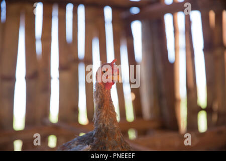 Rote Huhn Suchen Stockfoto