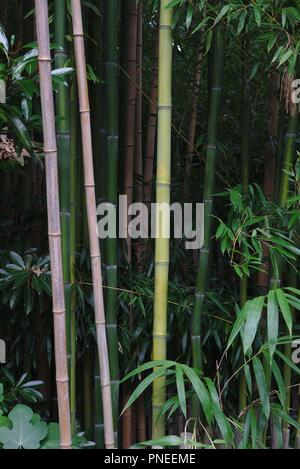 Vertikales Foto eines Bambushains in einem japanischen Garten. Stockfoto