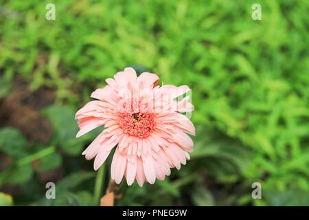 Gerbera Blumen im Garten, Barberton daisy Stockfoto